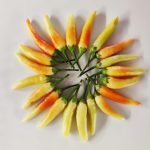 savor-southwest-site