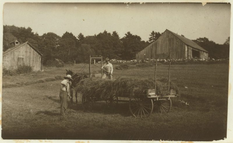 old black and white image of man and boy haying in Vermont in 1915