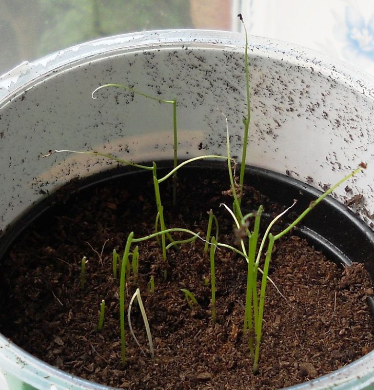 young garlic chives just sprouting from seed