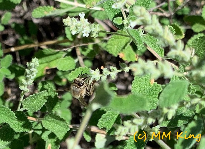 savor-the-southwest-forage-aloysia-oreganillo