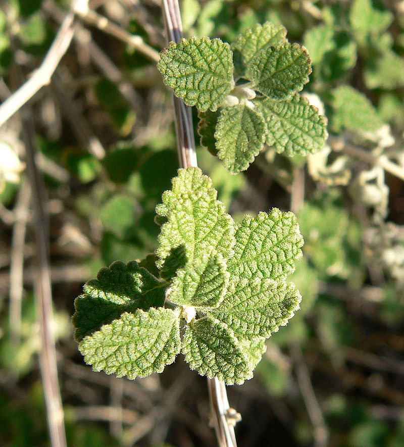 savor-the-southwest-forage-aloysia-oreganillo