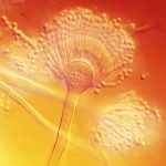 aspergillis fungus under a microscope on savor the southwest