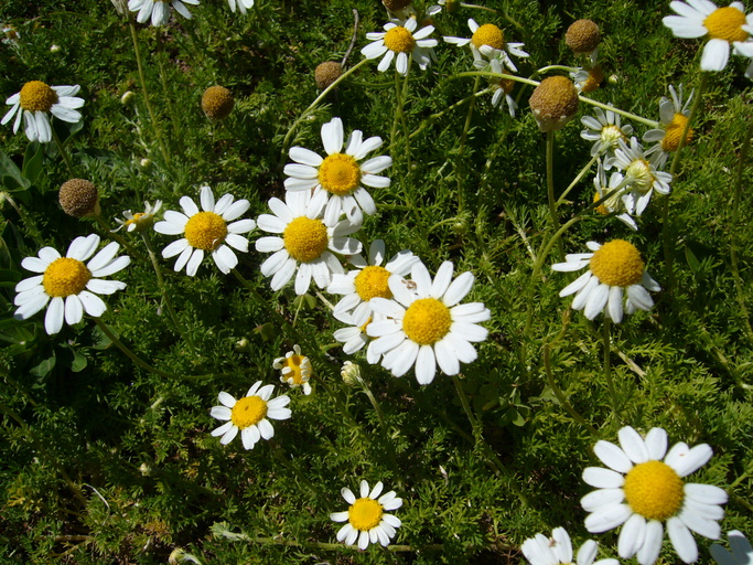 chamomile tea flowers growing in the garden