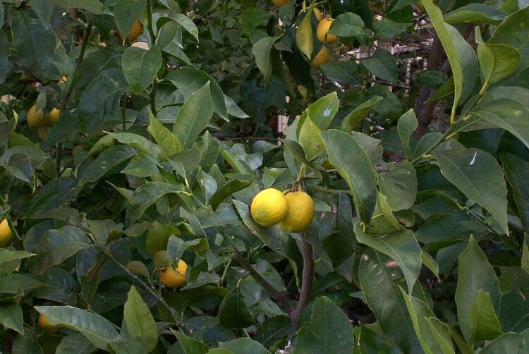lemon used to make flavorful blends discussed on savor the southwest