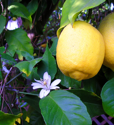 lemon tree with flowers and fruits at the same time