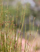ephedra plant in the wild of the southwest desert