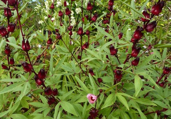 red florets of Hibiscus sabdariffa on green stalks image copyright M Fourdrigniez