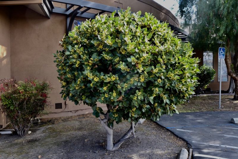 Laurus nobilis, sweet bay tree in a inner courtyard much like it was grown here in the new world since the time of Father Kino.