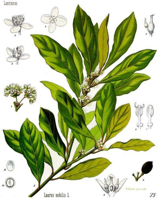 Laurus nobilis, sweet bay leaves in an old illustration