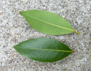 Laurus nobilis, sweet bay leave can be harvested at any time for use in cooking
