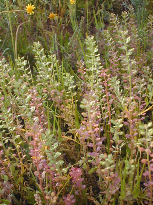 peppergrass in the wild image copyright S Thorsted