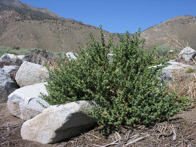 Marrubium-vulgare in the wild copyright LBlakely-