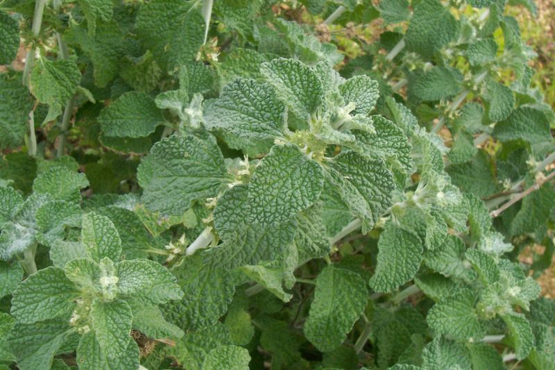 Marrubium-vulgare-copyright LRignanese