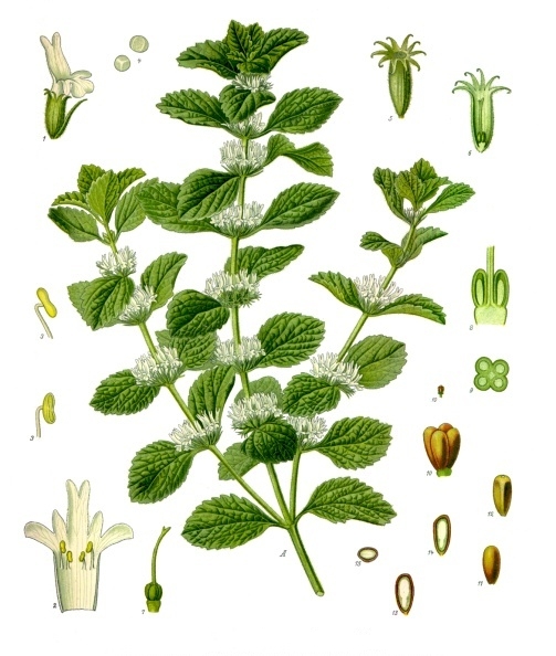 illustration of Marrubium_vulgare_-from_Kohler–s_Medizinal-Pflanzen-224.j