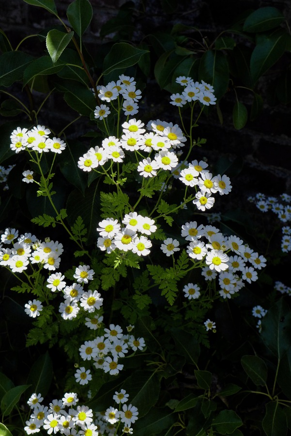 german chamomile tea flowers growing in the garden