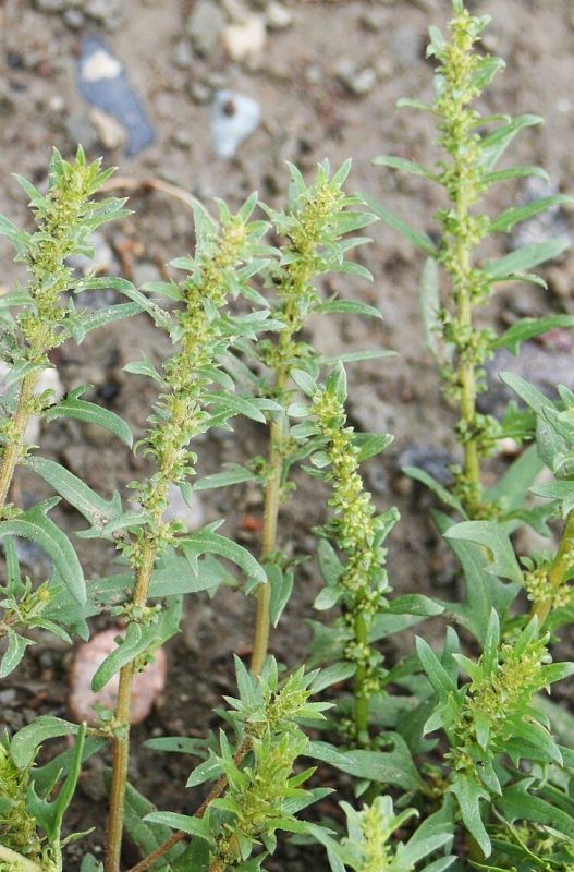 Monolepis nuttalliana plants harvested with seeds