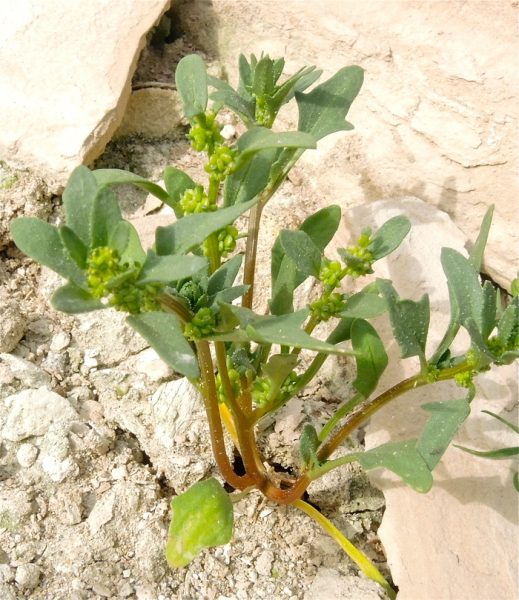 green monolepis plant in the desert copyright J. Doyen