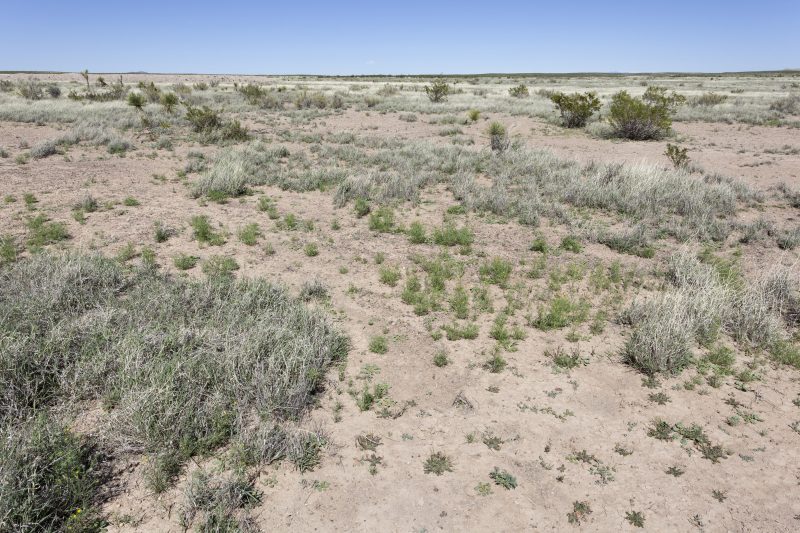 desert area in New Mexico USA where monolepis and other wild edible greens grow.