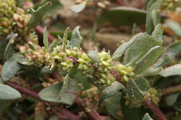 monolepis flowers and seeds Image copyright S. Matson