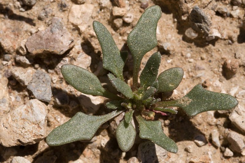 Monolepis nuttalliana growing in the desert