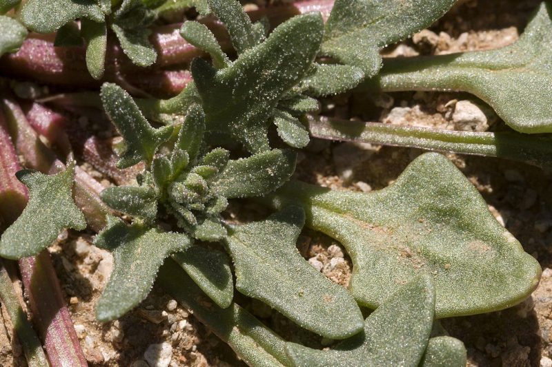 Monolepis nuttalliana growing in the desert
