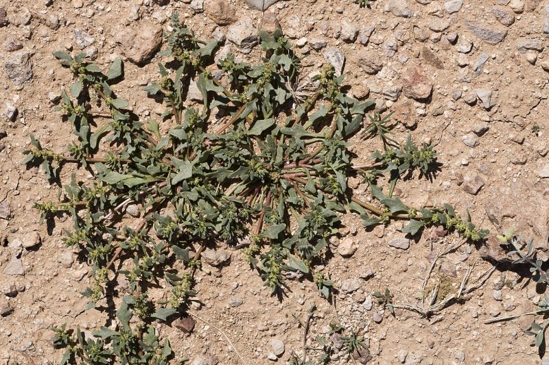 Monolepis nuttalliana growing in the desert