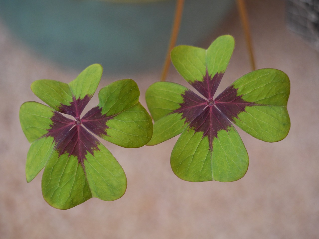savor-the-southwest-oxalis-oxalates