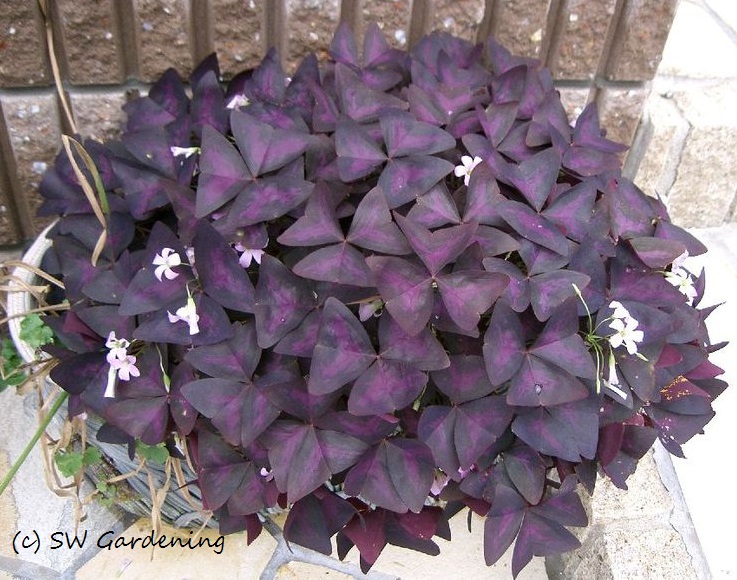 savor-the-southwest-oxalis-oxalates