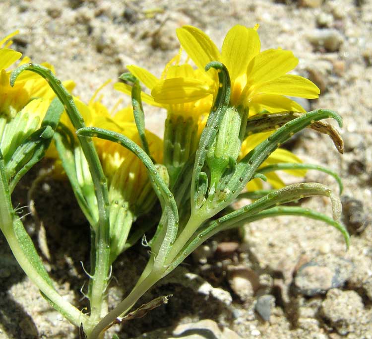 savor-the-southwest-limocillo-pectis-flowers