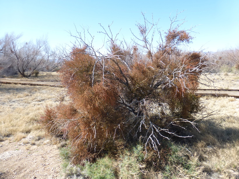 savor-the-southwest-forage-desert-mistletoe