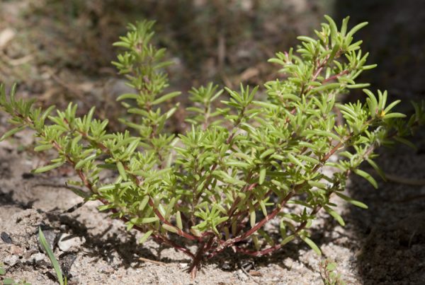 green leaves and yellow flowers of Portulaca-halimoides copyright R Spellenberg