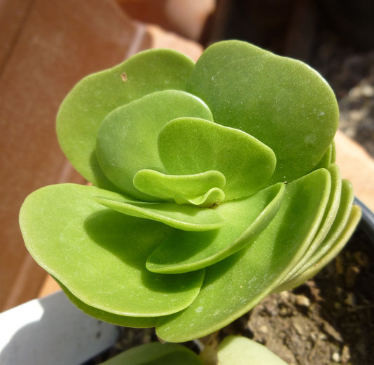 succulent endangered Portulaca molokiniensis copyright Z Akulova