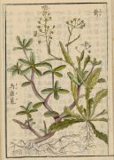 1804 japanese drawing of purslane
