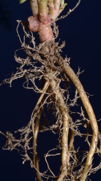 roots of Portulaca oleracea copyright G Campbell