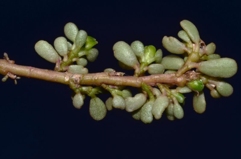 green leaves of Portulaca oleracea copyright G Campbell