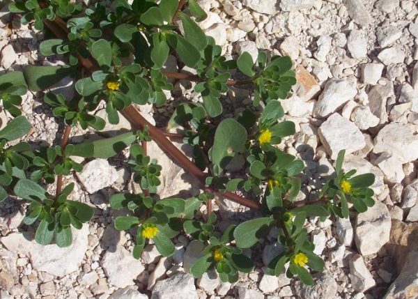 green leaves of Portulaca oleracea copyright L Rignanese