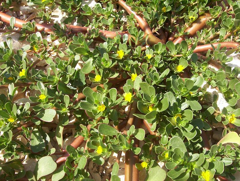 yellow flowers and green leaves of purslane or Portulaca oleracea copyright L Rignanese