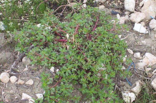 green leaves of purslane or Portulaca oleracea copyright L Rignanese