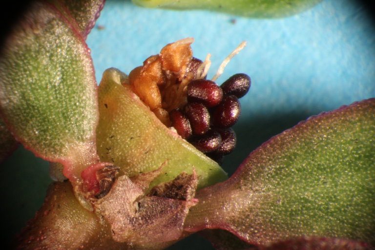 seed pod of verdolagas or Portulaca oleracea copyright L Akulova