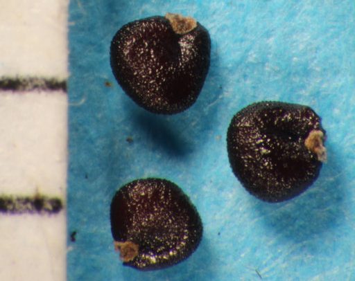 seeds of verdolagas or Portulaca oleracea copyright L Akulova