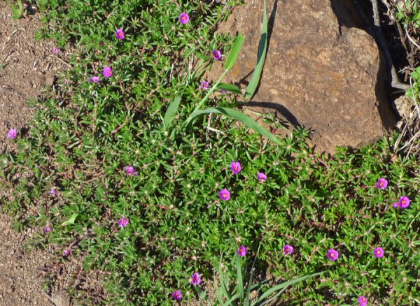 green leaves and purple flowers of Portulaca-pilosa copyright W J Schrenk.