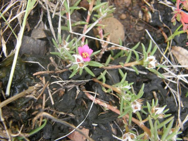 green leaves and purple flowers of Portulaca pillosa copyright W Anderson