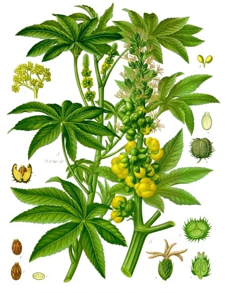 old illustration of a castor plant