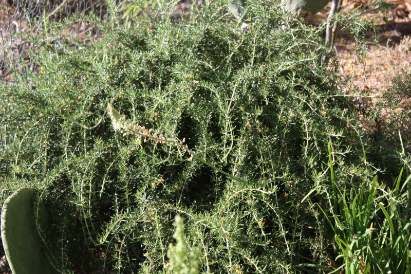 rosemary shrub