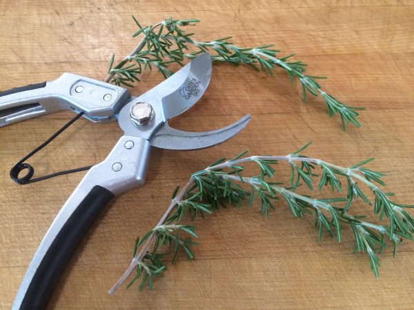 sprigs of rosemary on the cutting board