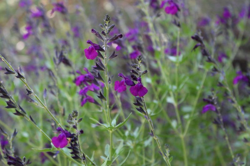 one of the many salvia called sage as discussed on savor the southwest