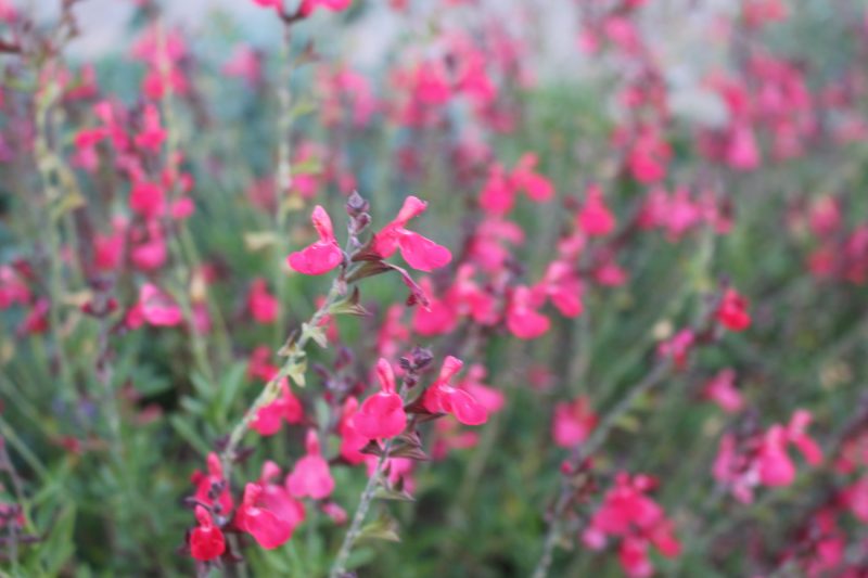 one of the many salvia called sage as discussed on savor the southwest