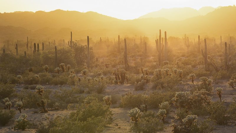 dawn light spills over the hills of the Sonora Desert National Monument