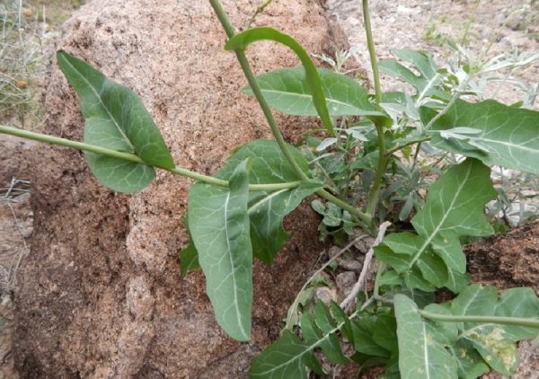 Streptanthus carinatatus plant copyright WAnderson