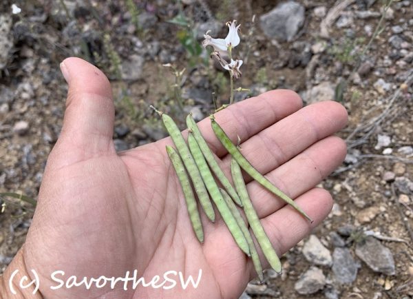Streptanthus carinatatus pods copyright Savorthesouthwest